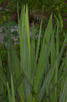 Weak-leaf yucca